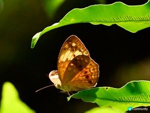 嘉道理農場愛心救護