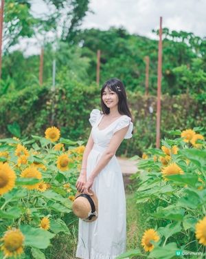 【元朗信芯園🌻最後機會】金黃花海就快消失