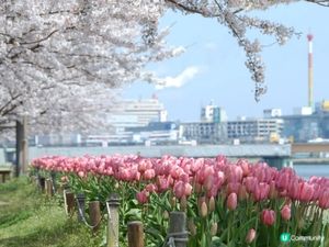 新潟 櫻花鬱金香河畔賞 🌸🌷