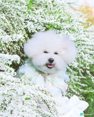 4月去大阪唔止有櫻花 仲有大片雪柳添！❗️