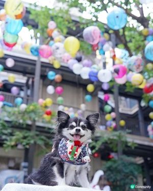 日光下的藍屋🩵
滿滿嘅手繪燈籠🏮氣氛一樣滿滿的💕 