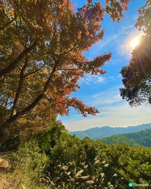 🍁睇紅葉好去處 大棠 清快塘