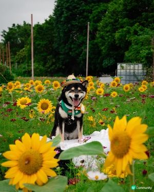 【打卡好去處】香港太陽花田 🌻