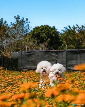 香港花海