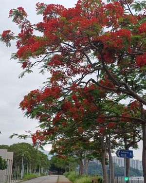 火紅的鳳凰木綻放中