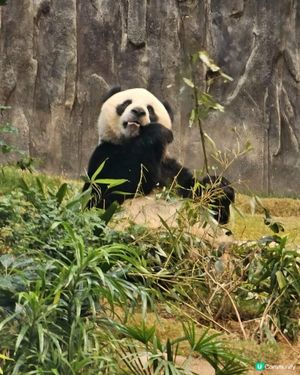 海洋公園探險🐼🐠🌊