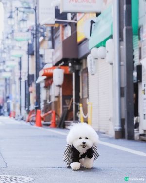 🚶‍♂️ 大阪街頭漫步: 陪你睇未睇過嘅風景 🇯🇵🐾