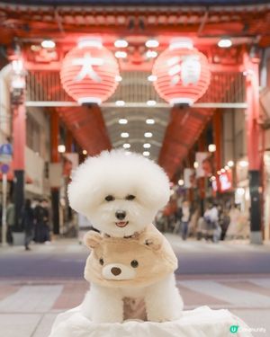 🏮 行到邊睇到邊 漫步四百年大須商店街 ⛩️🐾 】