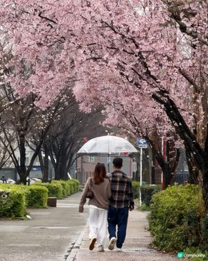 名古屋櫻花初開🌸！
