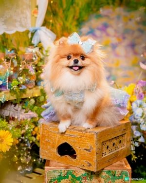 Summer影相好去處🐶📸🌊