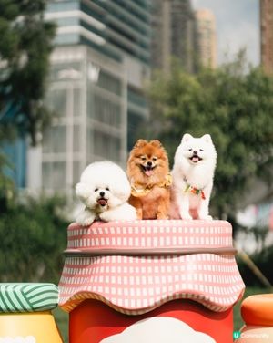 西九寵物俱樂部開張啦！🥳 帶埋毛孩去放電！