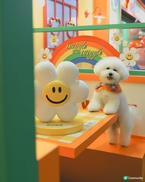打卡韓國超火 Wiggle wiggle🌼 期間限定店