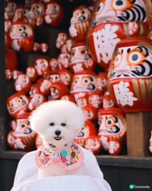 帶狗漫遊！大阪勝尾寺🇯🇵邂逅可愛達摩治癒之旅🩷 