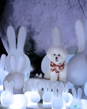 帶狗上月球🌝 中秋｢月光玉兔｣太治愈!200隻發光兔仔🐇