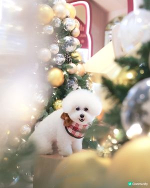 聖誕喵星人佔領！3米高抱抱等你😻