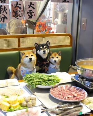 啟德平民價打邊爐🍲
平時帶BBs一齊打邊爐 閑閑地人均都要