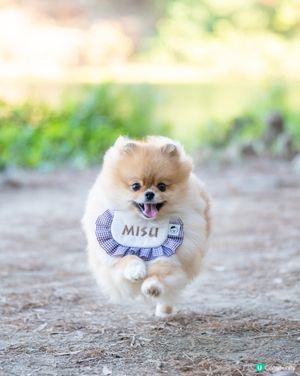 流水響落羽松已轉紅，超岩帶寵物打卡