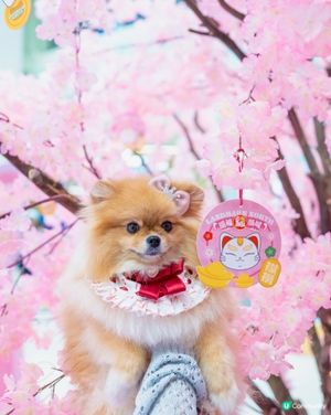 新年打卡必去！上水貓願城！🐱✨