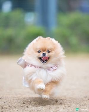 啟德零售館3附近狗公園