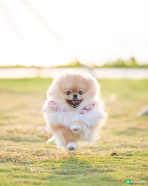 狗狗天堂🚨草地任跑🐶🌅│數碼港公園 reopen 🌴