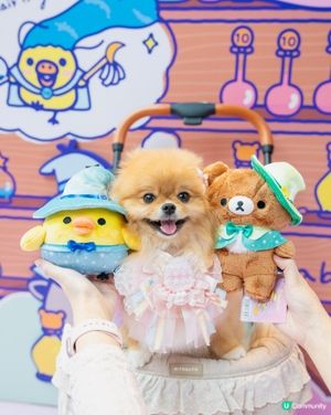 魔法小熊登陸！🐻✨😍