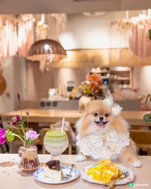 合和pet friendly打卡餐廳

合和商場掃貨🐕🌸🥤
