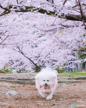 救命！我懷疑我家狗揹著我偷偷成仙了 🧚‍♂️✨