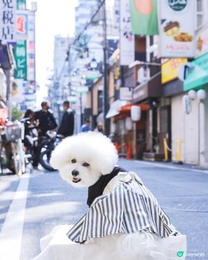 👘 大阪街拍:一秒變身極道和服小少爺 🇯🇵