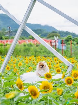 夏天熱辣辣☀️米蘇蘇去信芯園🌻影靚相！📸
