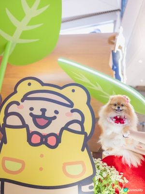 ❤️MALTESE X YOHO 夏日心友會❤️