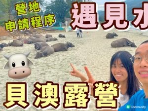 
🐮 新城貝澳露營|睇水牛+沙灘+星空,一次過滿足! 🏕