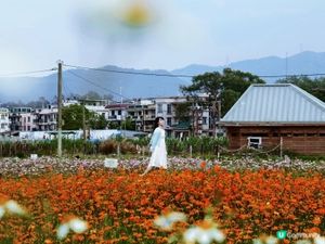 🇭🇰｜塱原自然生態公園｜波斯菊花海
