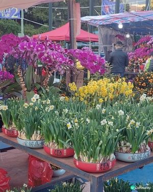 旺角年宵市場，花開富貴