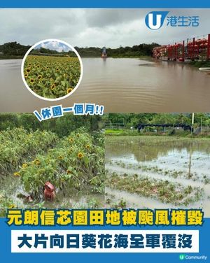 元朗信芯園向日葵花海被摧毀😢