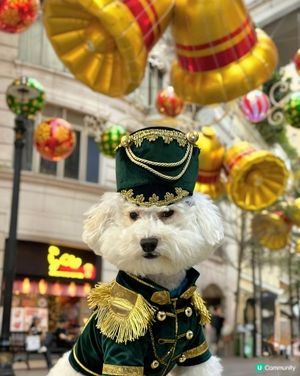 蠢蠢率先帶大家到灣仔利東街好靚牙!
大家快啲去影啦


倒數