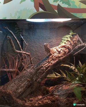 Lizard, Lizard, 真 Lizard