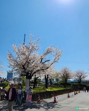 東京賞櫻 • 浪漫又溫馨！🌸👨‍👩‍👧‍👦