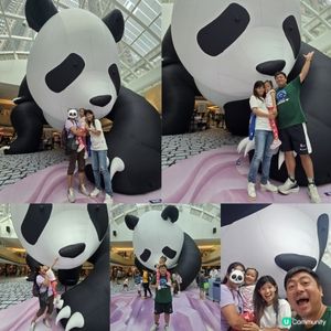 Panda Day 🐼🪻