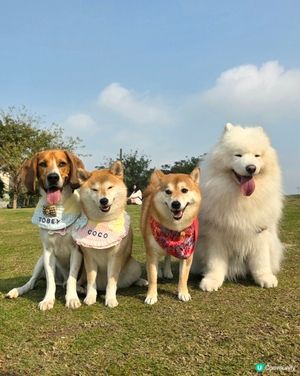 見見面、放放電, 去邊度玩都一樣咁開心. 

如果要同狗狗去