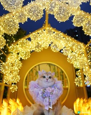 寵物夜景好去處💚上水廣場