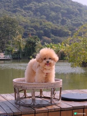 大嶼山自駕遊😆🚙來一個不一樣的香港一日遊