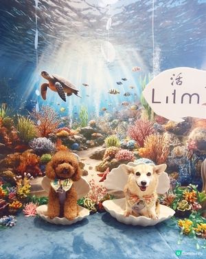 1.  北角打卡餐廳📸！狗狗都啱🐶！半日遊🥳！