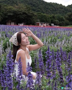 北海道Feel? 泰國先係真! 🇹🇭🌸📸