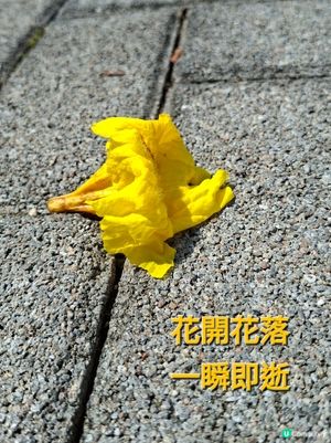 【深圳 - 生態】風鈴花季尾聲⏳南山遊🚶‍♂️