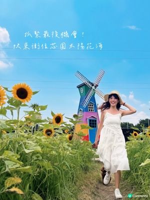 

信芯園🌻太陽花海告別😢，把握最後機會！