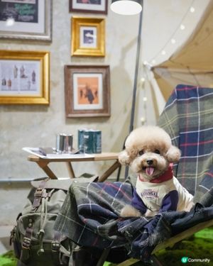 深水埗露營主題寵物友善餐廳Loop Kulture🏕️