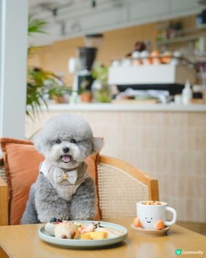 Coffee☕️jelly cat🐱Jelly Jacky🐶