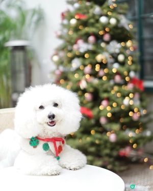 毛孩摘星之旅🐶🌟 全港最好食嘅雞