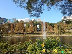 香港仲有好多紅葉靚景🏞️