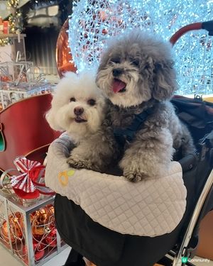 喜愛逛街的毛孩